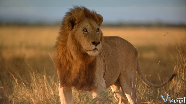 Khám Phá Thiên Nhiên Hoang Dã Vùng Đất Serengeti (Imax - Africa The Serengeti 1994)