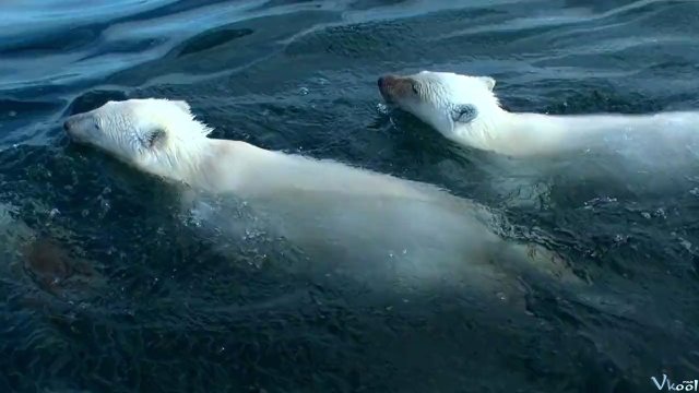 Gấu Bắc Cực (Polar Bears: A Summer Odyssey 2012)