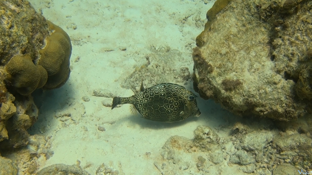 Xem Phim Đại Dương Kì Thú - Amazing Ocean - Ahaphim.com - Ảnh 2