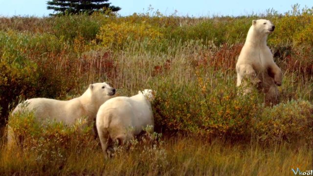 Xem Phim Gấu Bắc Cực - Polar Bears: A Summer Odyssey - Ahaphim.com - Ảnh 2