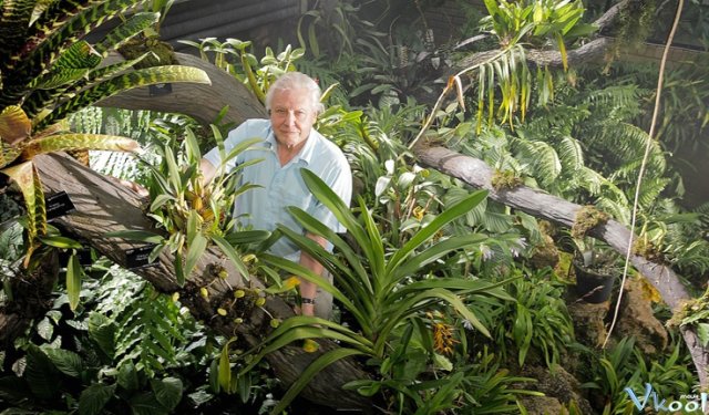 Xem Phim 60 Năm Trong Hoang Dã - Attenborough: 60 Years In The Wild - Ahaphim.com - Ảnh 2