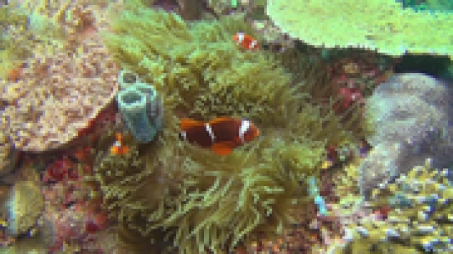 Đại Dương Kì Thú (Amazing Ocean 2012)