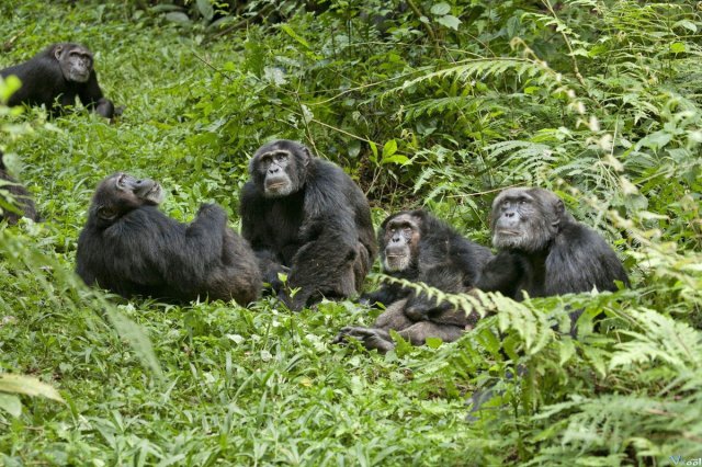 Tinh Tinh Chim Pan Zee (Chimpanzee 2012)