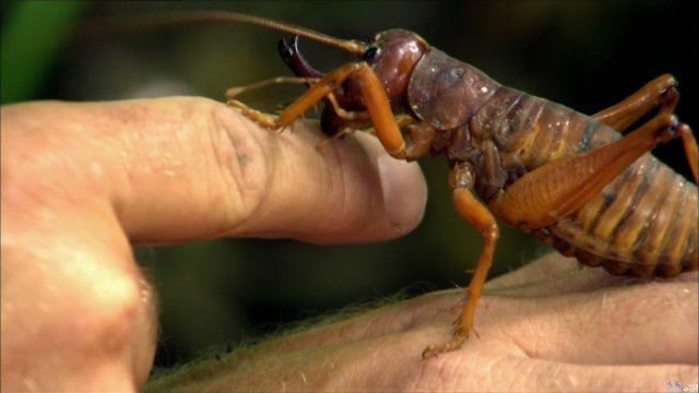 Xem Phim Worlds Biggest And Baddest Bugs - World's Biggest And Baddest Bugs - Ahaphim.com - Ảnh 2