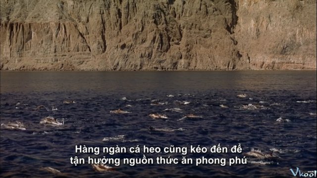 Các Sinh Vật Sống Ngoài Biển (Imax - Ocean Oasis 2000)