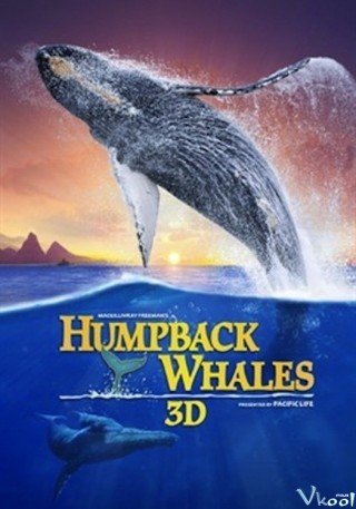 Cá Voi Lưng Gù (Humpback Whales 2015)