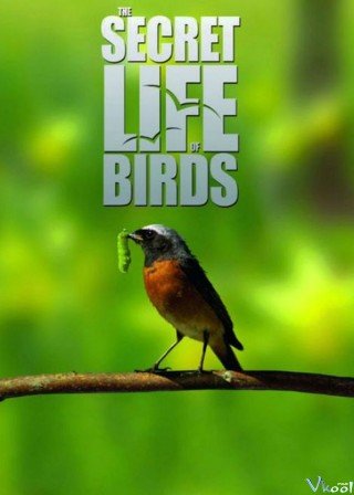 Cuộc Sống Bí Mật Của Loài Chim (The Secret Life Of Birds 2012)
