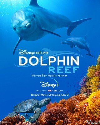 Rạn San Hô Cá Heo (Dolphin Reef)