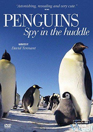 Cuộc Sống Chim Cánh Cụt Bắc Cực (Penguins: Spy In The Huddle)