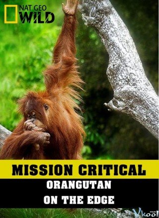 Nhiệm Vụ Cấp Bách: Đười Ươi – Trước Nguy Cơ Tuyệt Chủng (Mission Critical: Orangutan On The Edge)