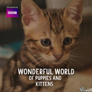 Thế Giới Diệu Kì Của Chó Và Mèo (The Wonderful World Of Puppies And Kittens)