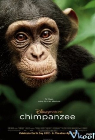Tinh Tinh Chim Pan Zee (Chimpanzee)