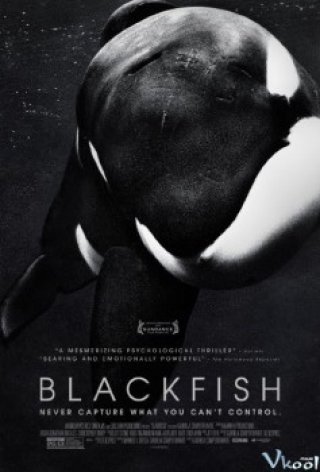 Hắc Ngư (Blackfish)