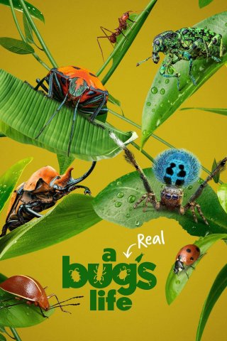 A Real Bug's Life (A Real Bug's Life 2024)