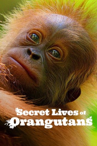 Cuộc sống bí mật của đười ươi (Secret Lives of Orangutans 2024)