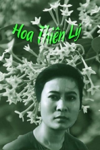 Hoa Thiên Lý (Tonkin Jasmine Flower 1973)