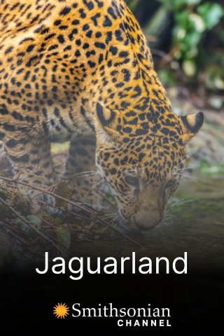 Jaguarland (Jaguarland 2020)