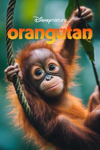 Orangutan (Orangutan)
