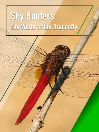 Sky Hunters - The World of Dragonfly (Sky Hunters - The World of Dragonfly 2010)